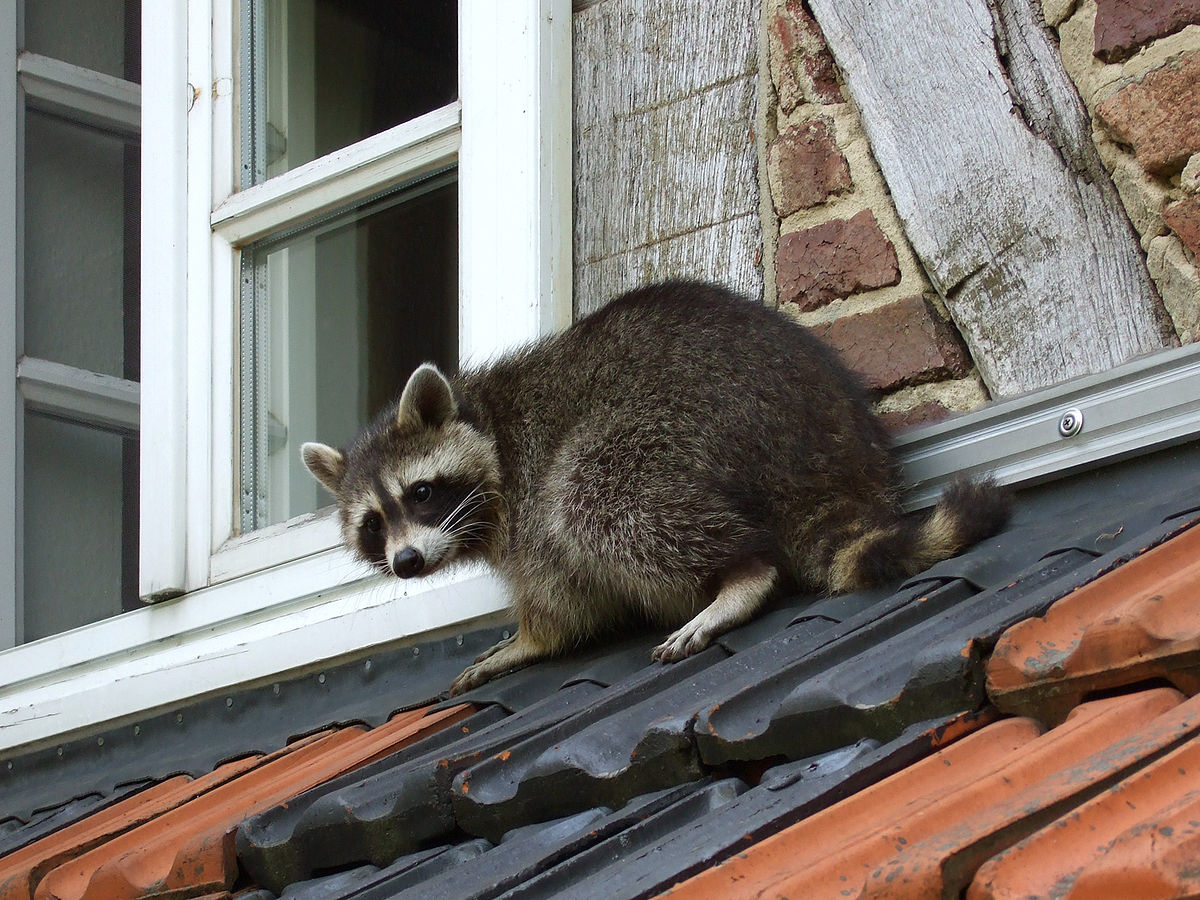 This raccoon is helping itself to a meal from a birdfeeder.