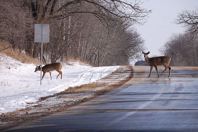 Two white-tailed deer crossing the road.