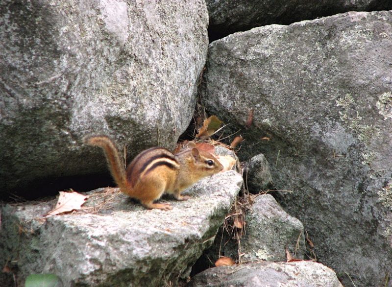 Chipmunk | Wildlife Illinois