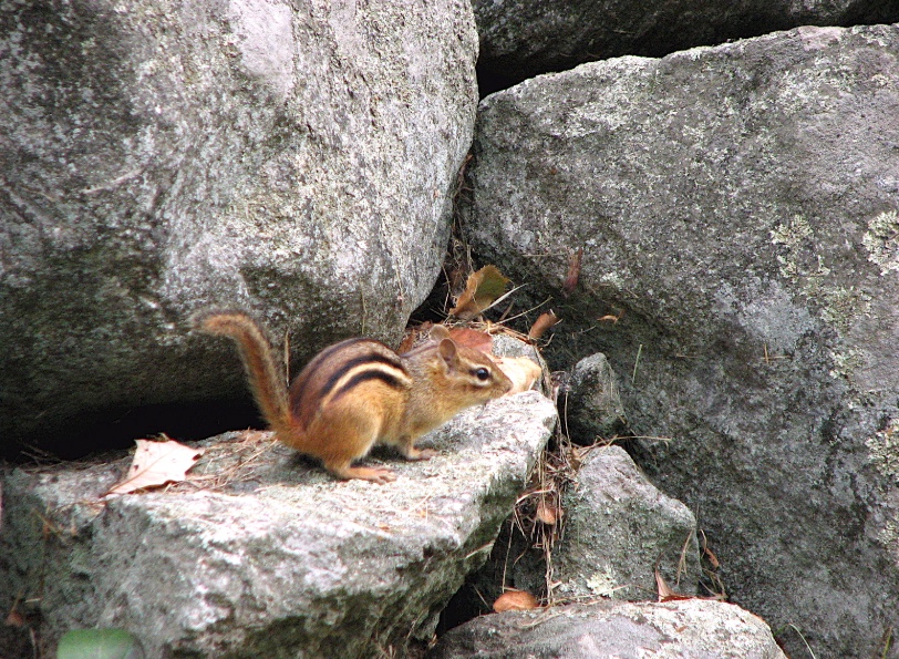 Chipmunk Removal Chicago  Chipmunk Trapping & Control