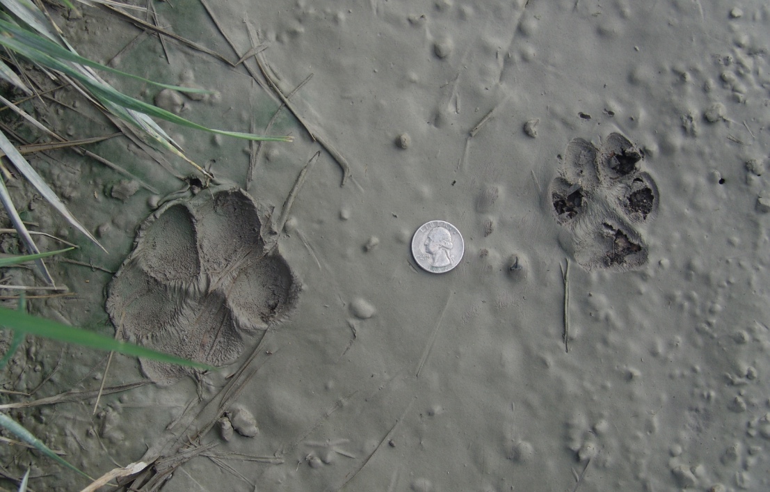 Dog track and coyote track in mud with a quarter to illustrate size difference.
