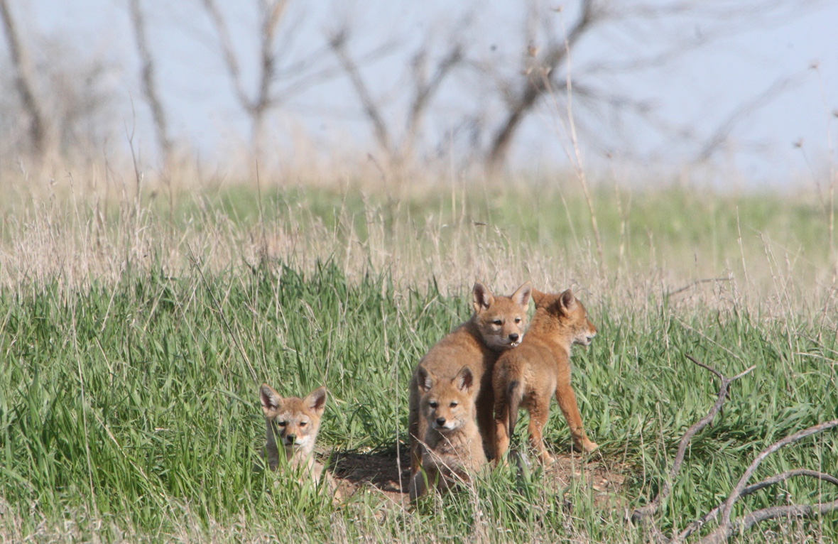 Four coyote pups explore outside their den.