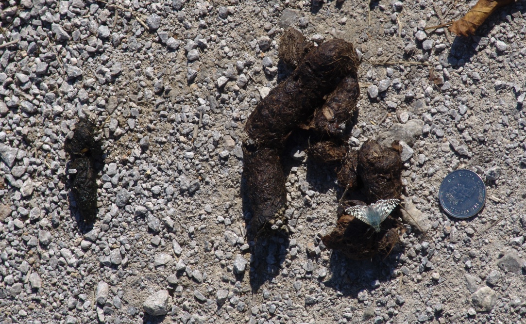 Coyote scat on a rocky road. A butterfly is resting their to collect minerals from the scat.