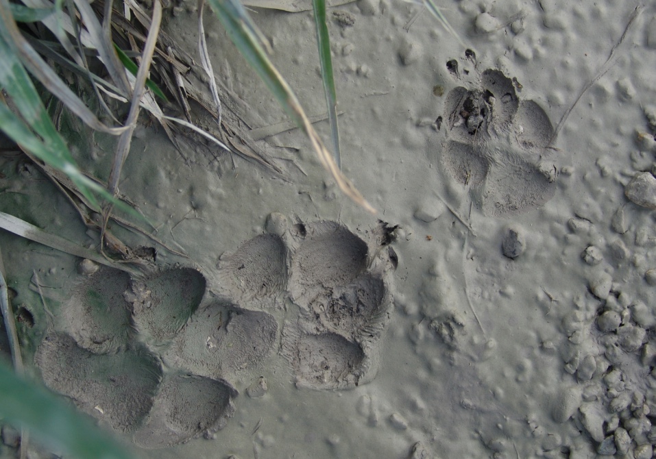 The two tracks on the left are dog tracks. The smaller, more oval shape track on the right is from a coyote.