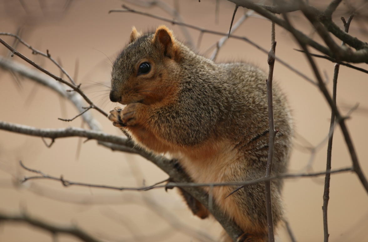Fox squirrel sitting in a tree. Fox squirrels are larger than the other tree squirrels with large, bushy tails, grizzled gray and brown fur and rusty colored fur on their underside.
