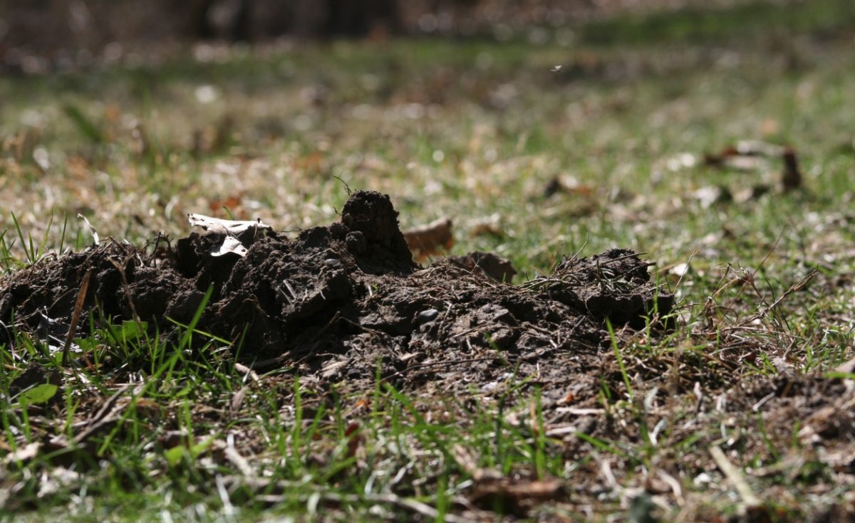 Mole Lawn Damage | Wildlife Illinois