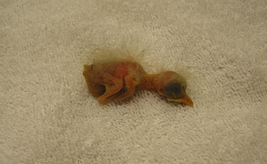 This hatchling is two to three days old. It is too young to survive outside the nest.