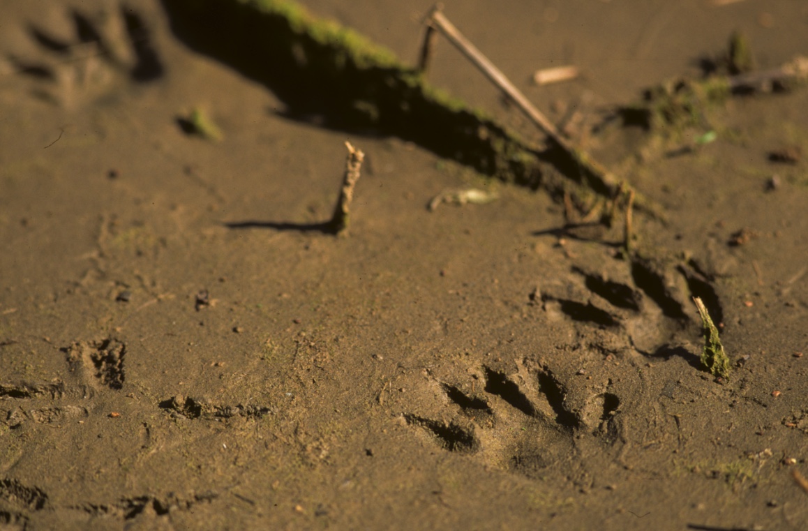 raccoon footprints