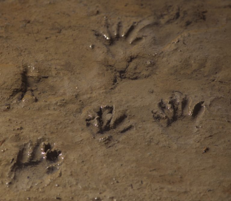 racoon paw prints