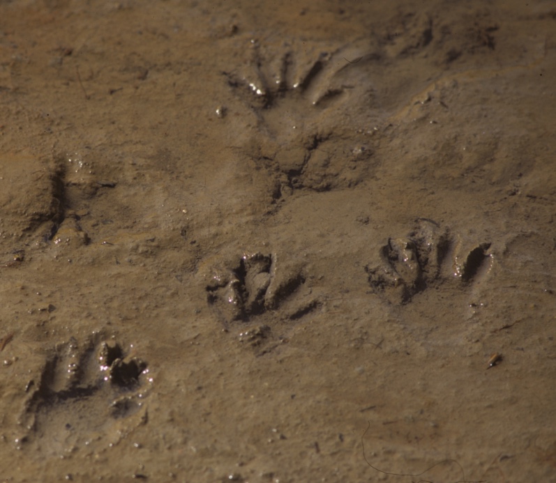 Raccoon tracks in mud.