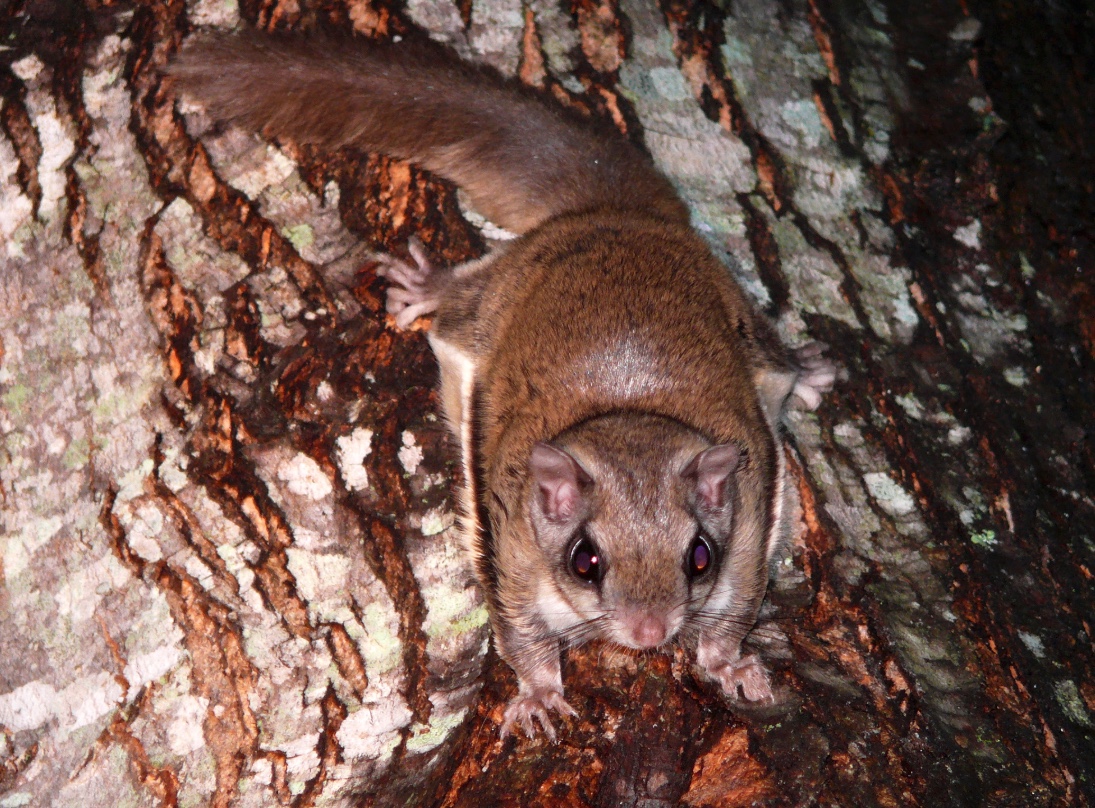 Southern flying squirrels have a flap of skin that allows them to glide from tree to tree.
