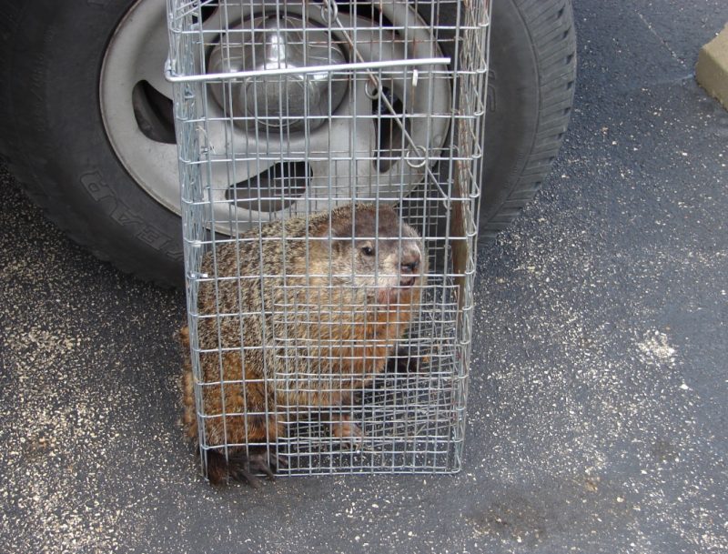 Woodchuck or Groundhog | Wildlife Illinois