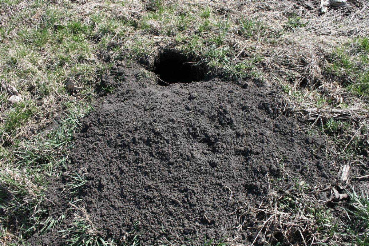 Woodchuck Burrow | Wildlife Illinois