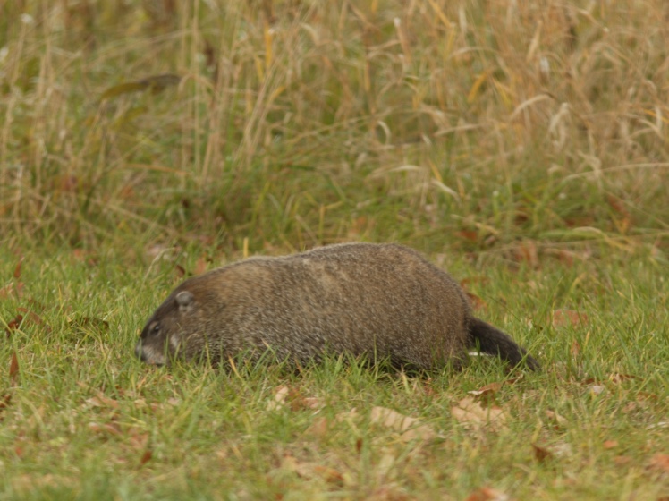 can you own a prairie dog in illinois