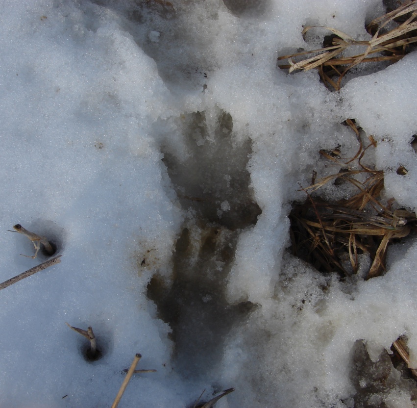 Notice the woodchuck track on top has four toes (front paw) and the track on the bottom has five toes (hind paw).