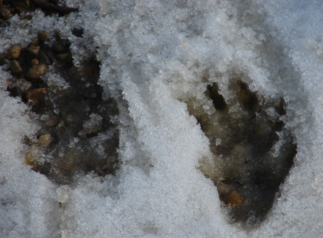 Woodchuck tracks in snow.