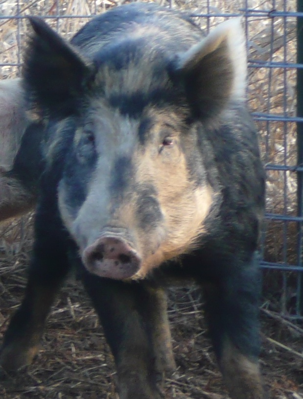Close up of a feral swine.