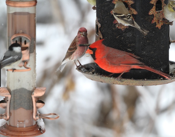 Cardinal, house finch, goldfinch and chickadee at bird feeders.