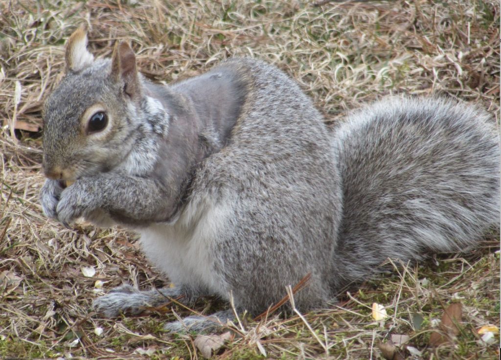 Squirrels with Missing Fur – Wildlife Illinois