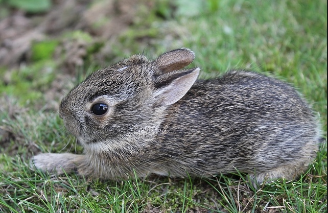 Baby rabbit that has just left the nest.