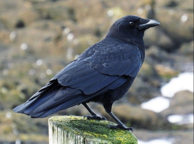 Adult American crow