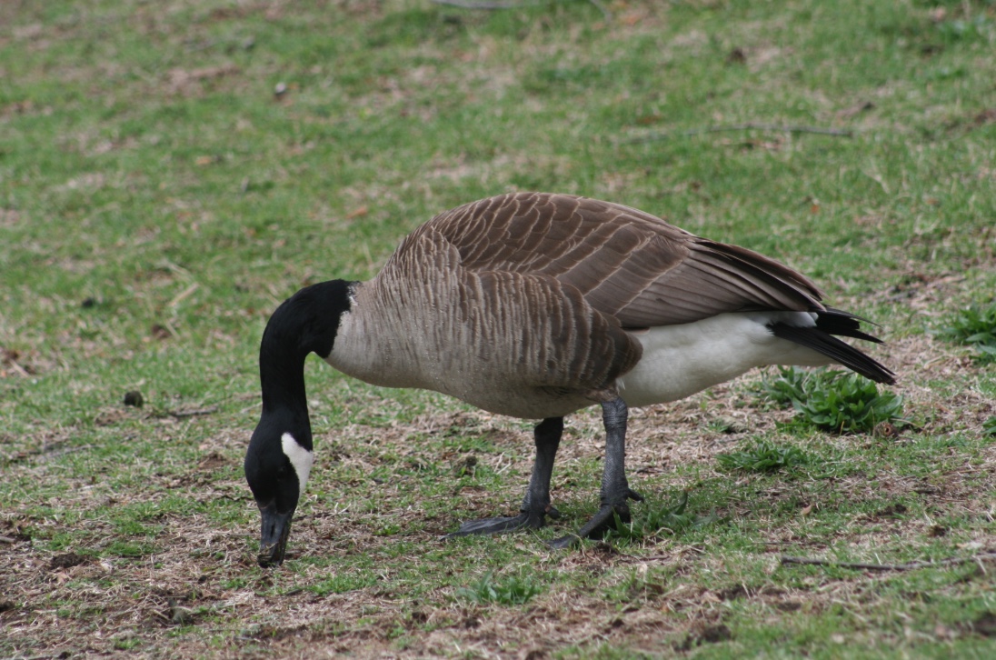 Canada geese can be identified by the black head and neck, white check patch, and gray-brown back. Males and females look similar.