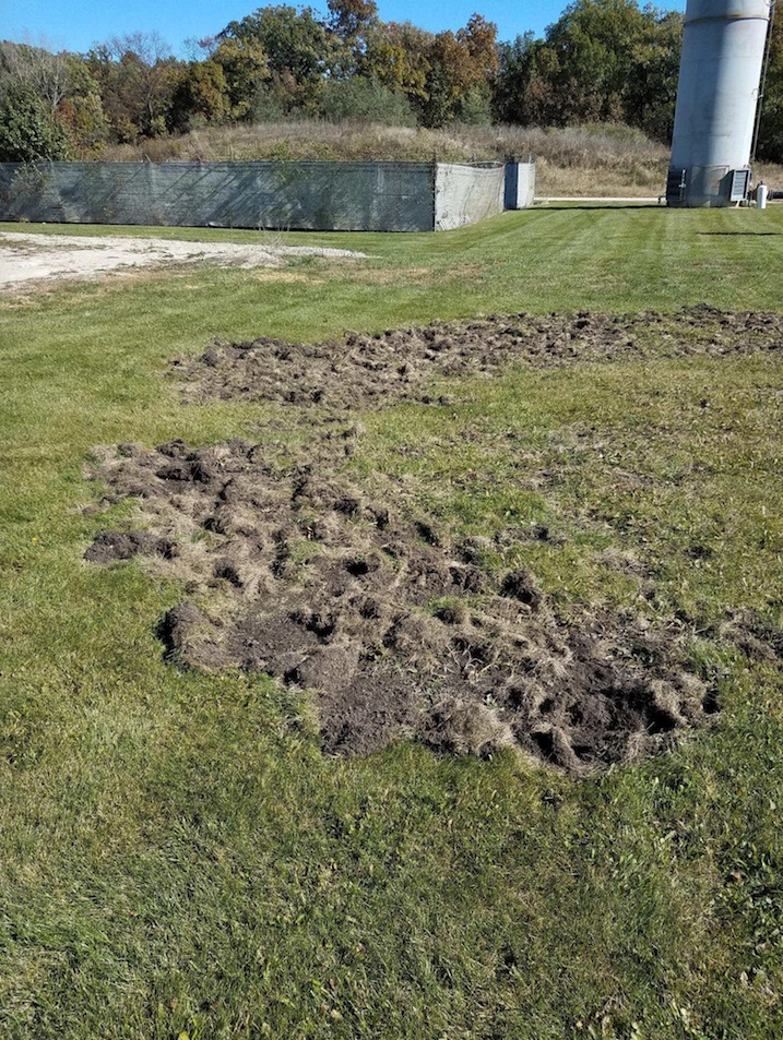 Damage to lawn caused by raccoons.