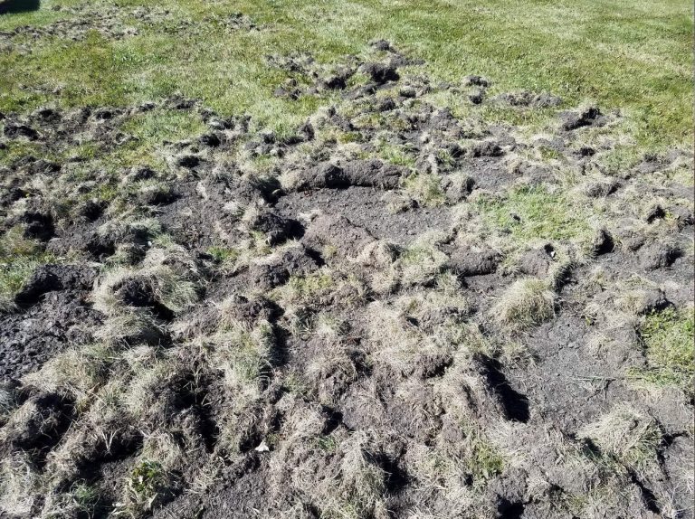 Raccoon Damage – Wildlife Illinois