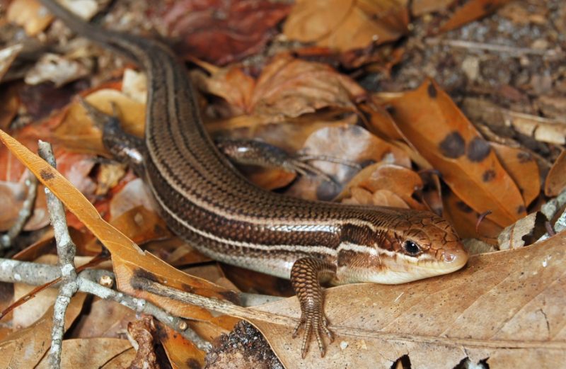 Broadheaded Skink Wildlife Illinois