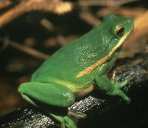 Green Treefrog – Wildlife Illinois