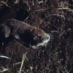 Plains Pocket Gopher | Wildlife Illinois