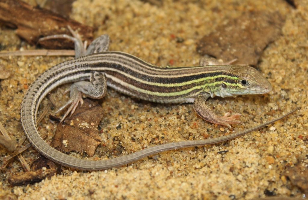 Six-lined Racerunner – Wildlife Illinois