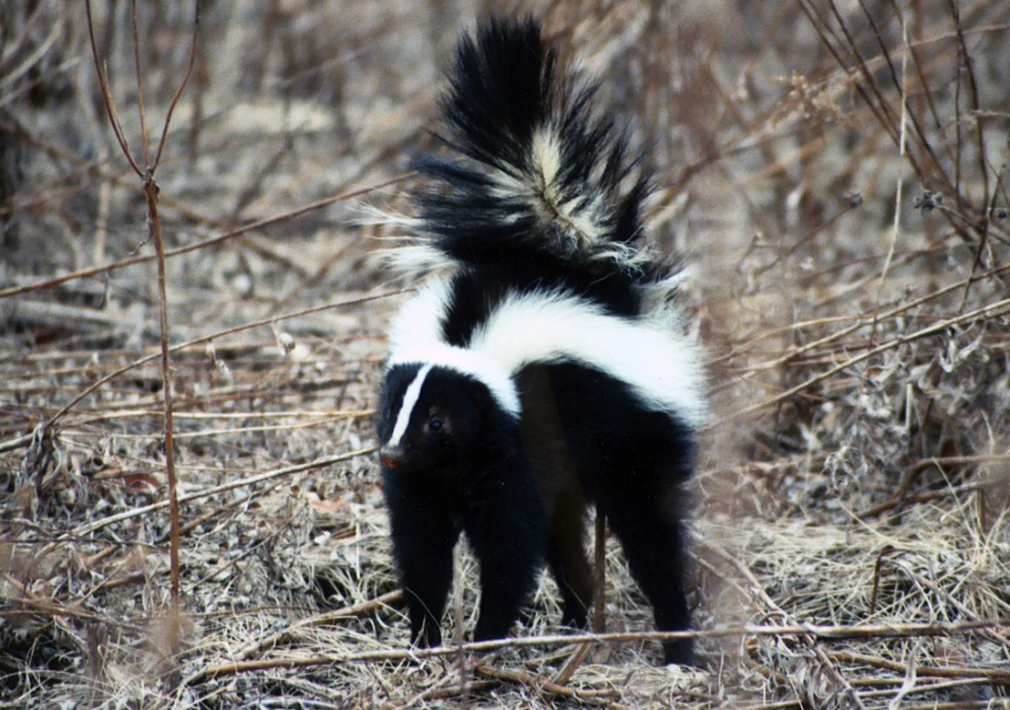 A striped skunk with its tail raised about to spray its musk.