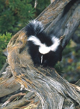 Young striped skunk on a log.