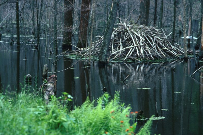 Beaver Den Wildlife Illinois