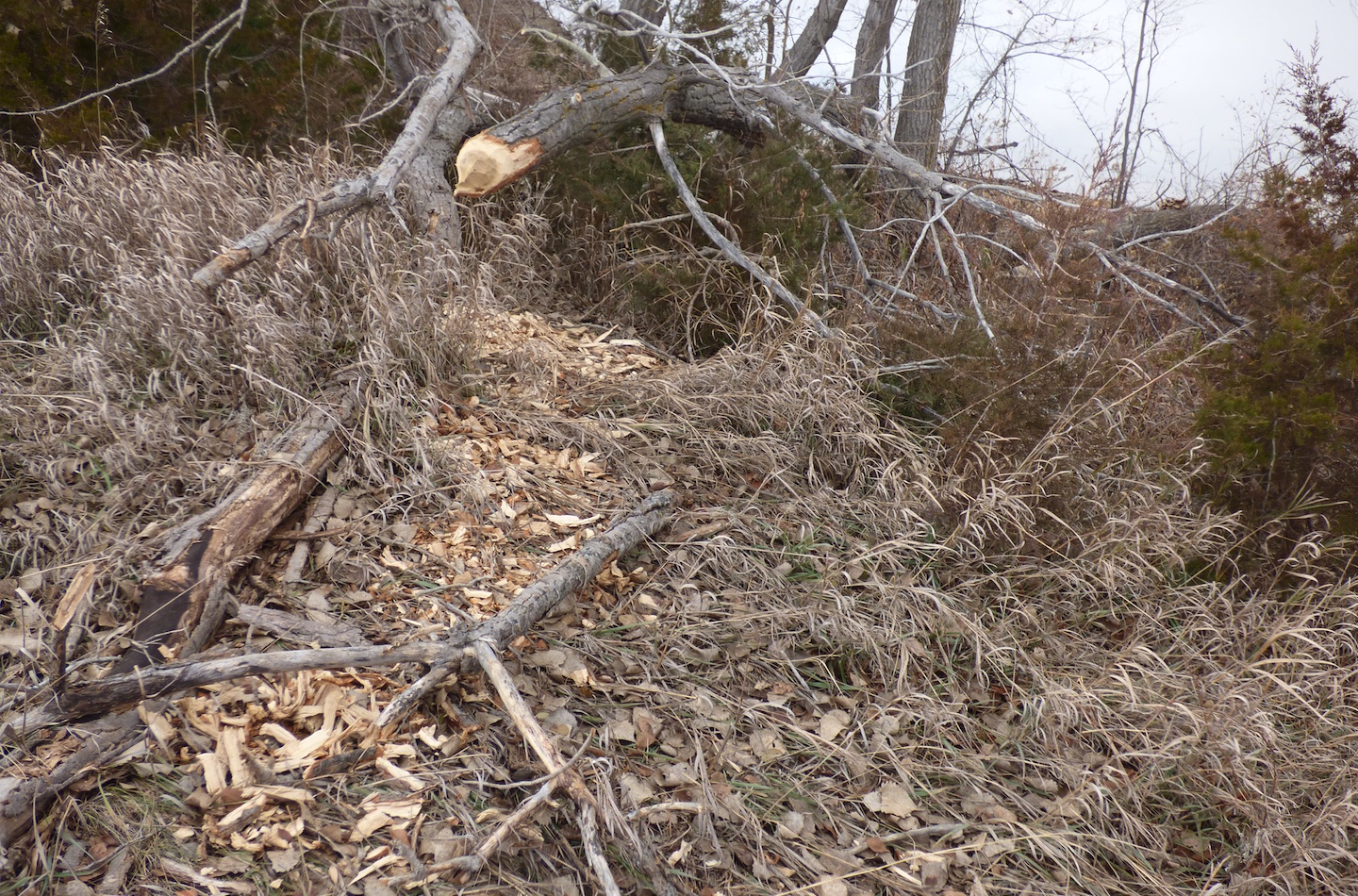 Beavers eat wood and also use tree limbs to build their dams.