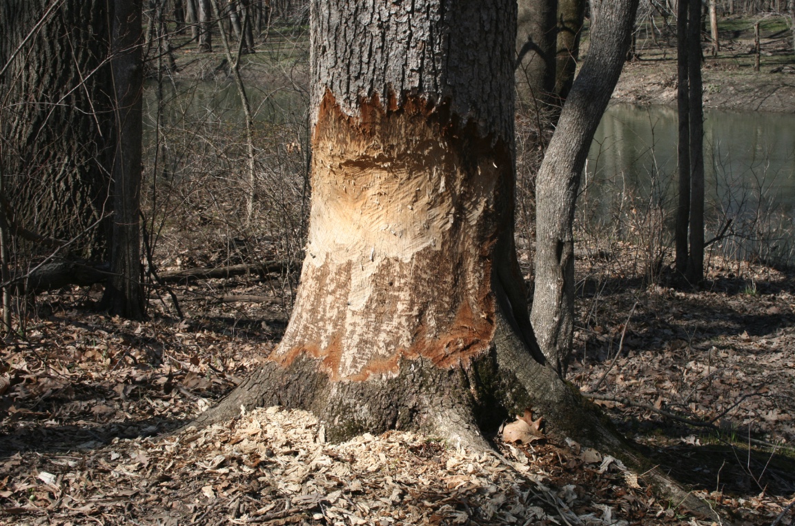 Close up of a tree with beaver damage. Teeth marks are clearly visible.