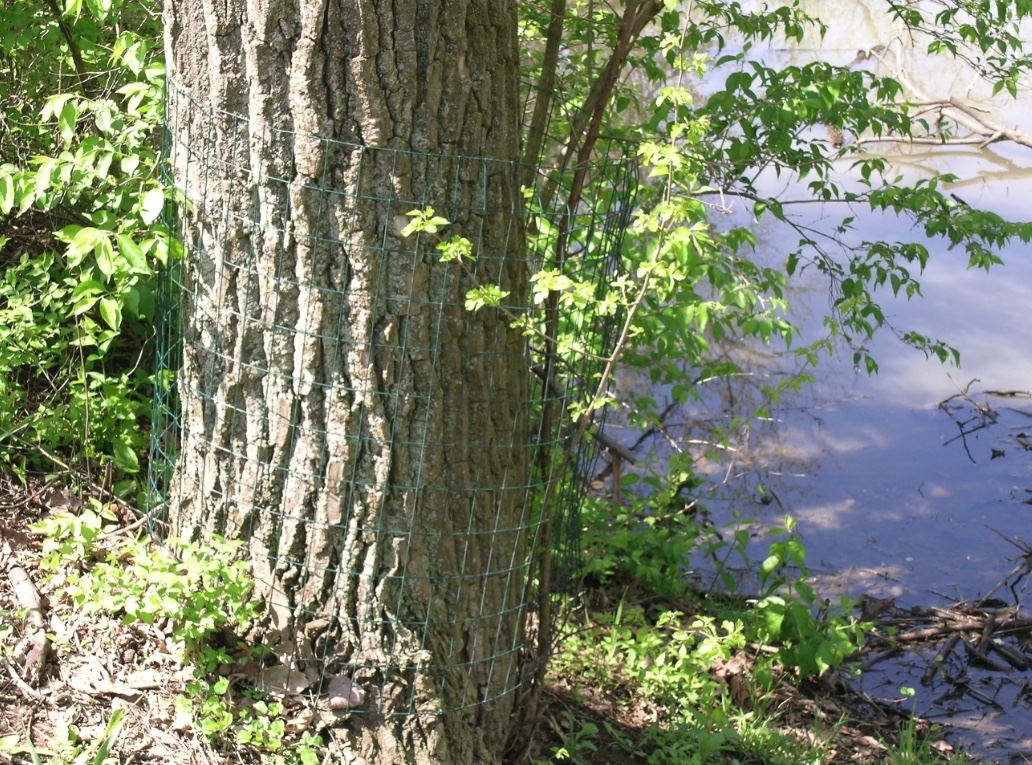 Fencing can be used to discourage beavers from damaging trees.