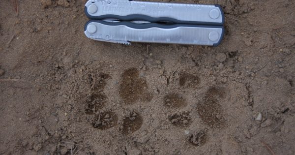 Bobcat Tracks – Wildlife Illinois