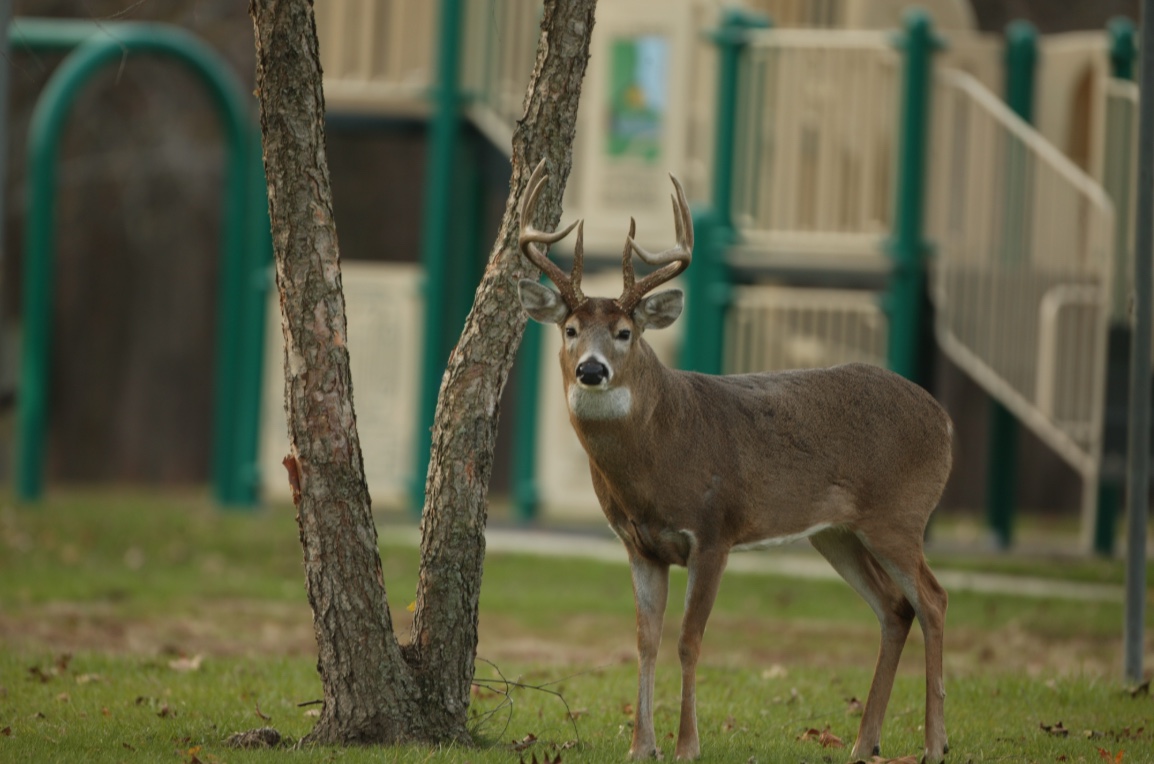 White-tailed deer buck on a playground.