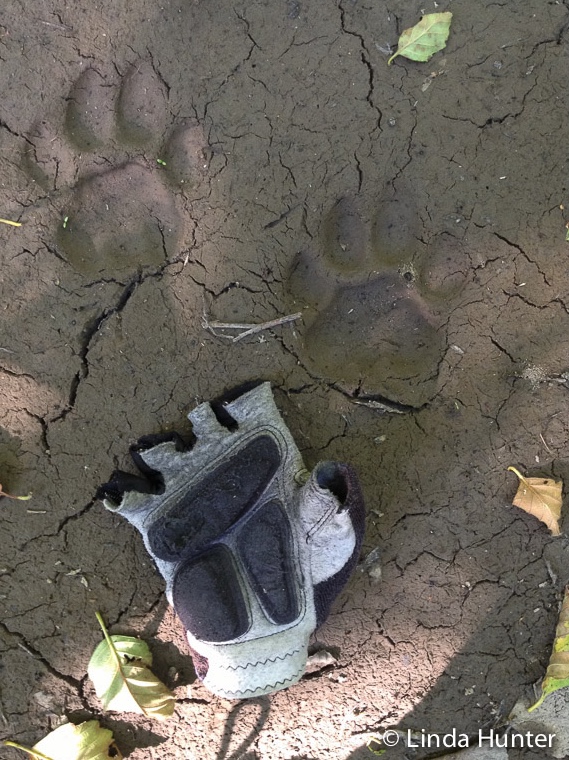 Mountain lion tracks with a glove for scale.