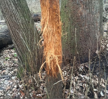 Deer have used this tree as a rub so many times the bark is totally stripped off and the wood underneath is shredded.