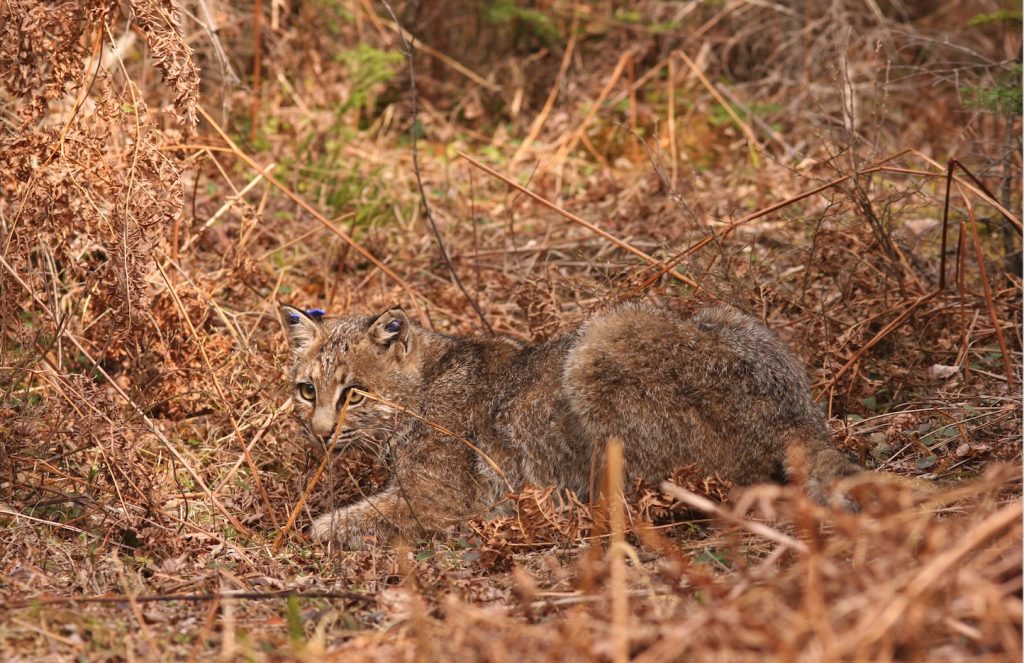 This bobcat has ear tags which helps researchers identify it.