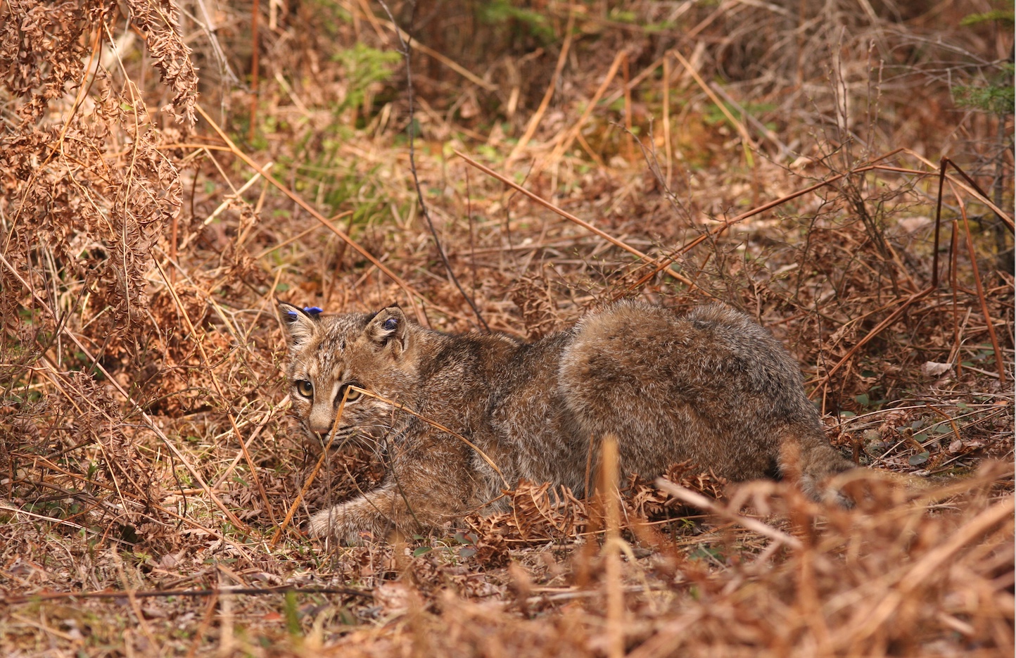 will bobcats eat dogs