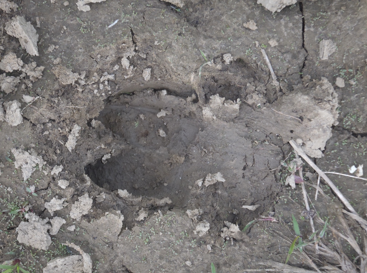 Feral swine track in the soft soil.