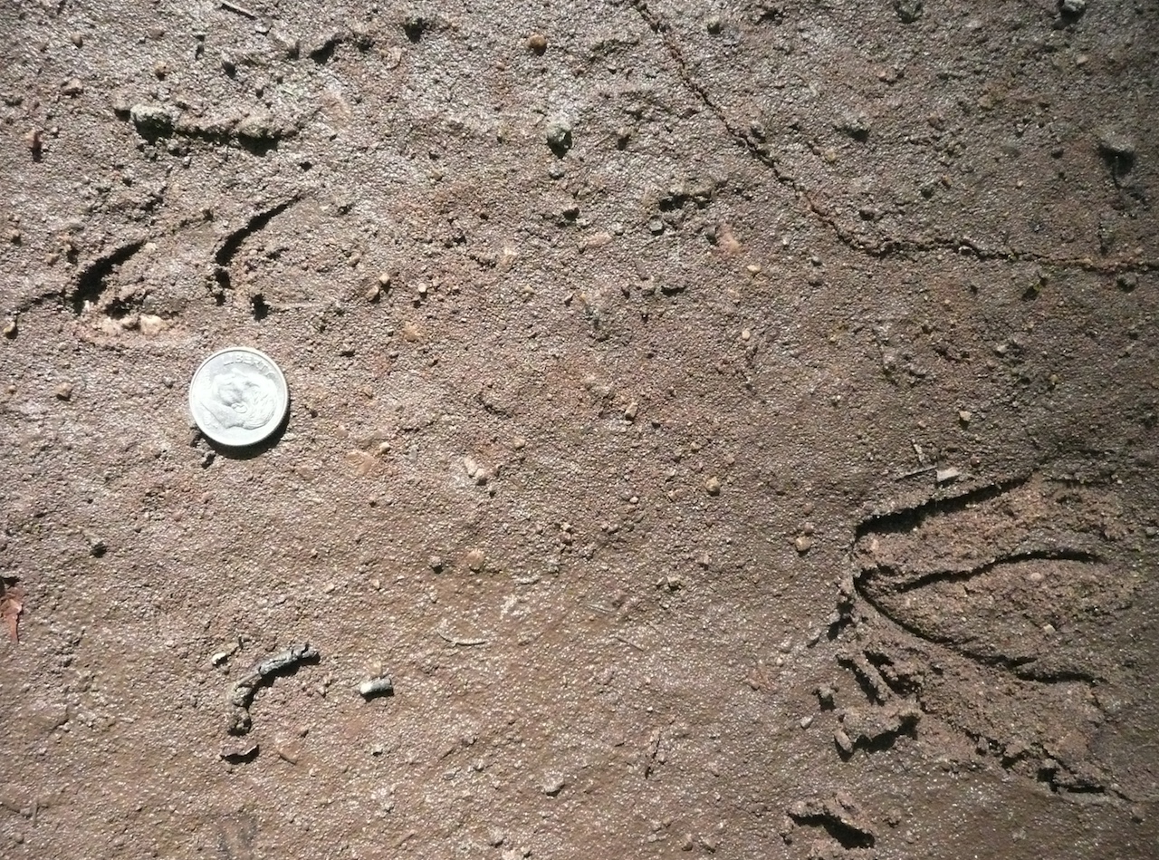 Fawn tracks next to quarter for scale. Note the larger tracks of the doe on the right side of the image.
