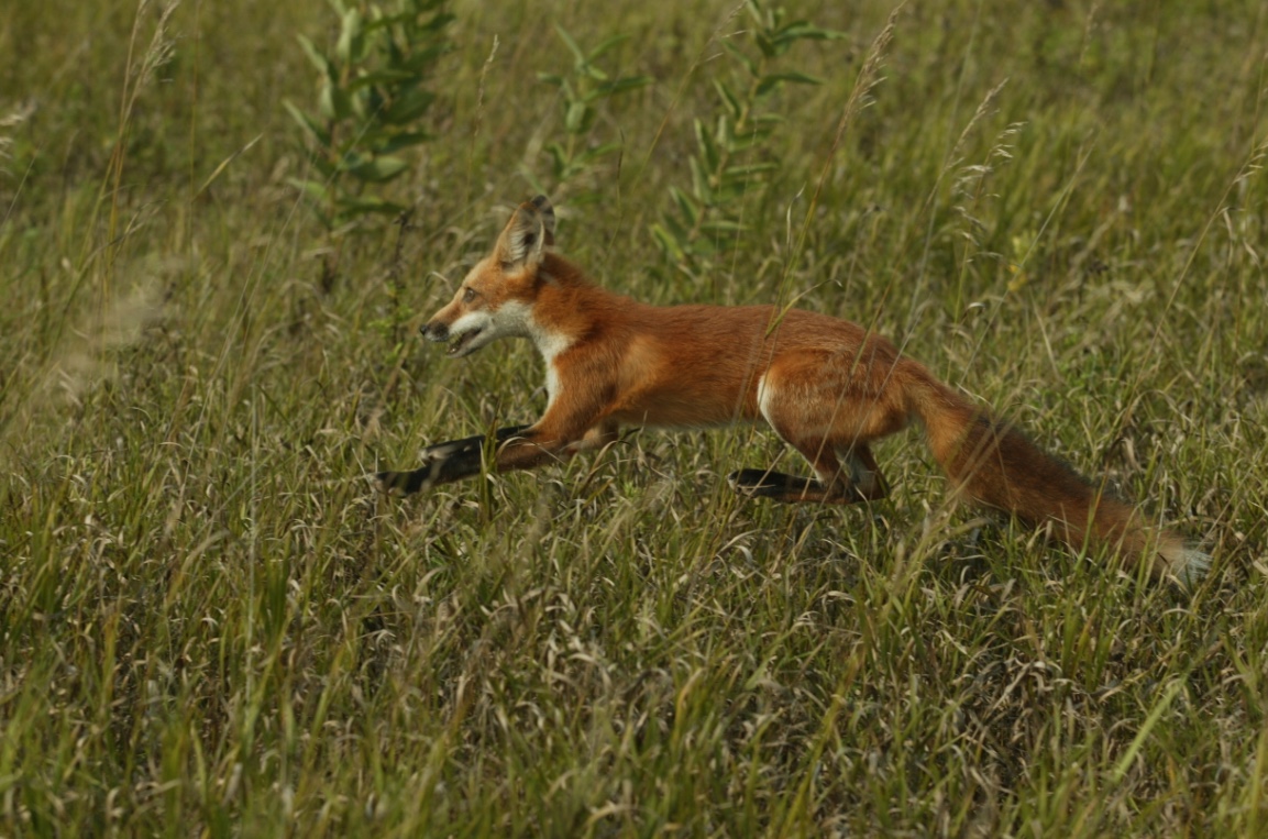 Red Fox – Wildlife Illinois