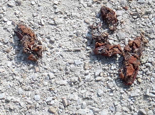 Old coyote scat on gravel road.