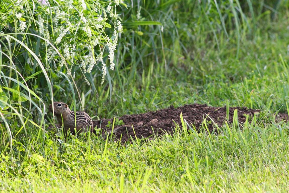 Thirteen-lined Ground Squirrel Burrow – Wildlife Illinois