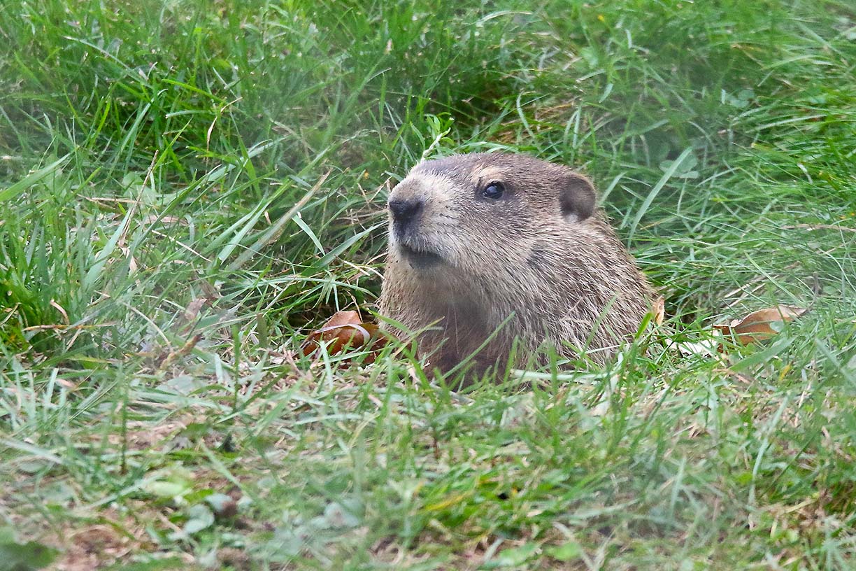 Woodchuck coming out of its burrow.